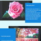 3D Transparent Holographic Projection Screen Adhesive Rear Projection Film for Exhibition Showcase Advertising Different Sizes
